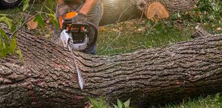Best Firewood Processing and Delivery  in Cohoes, NY