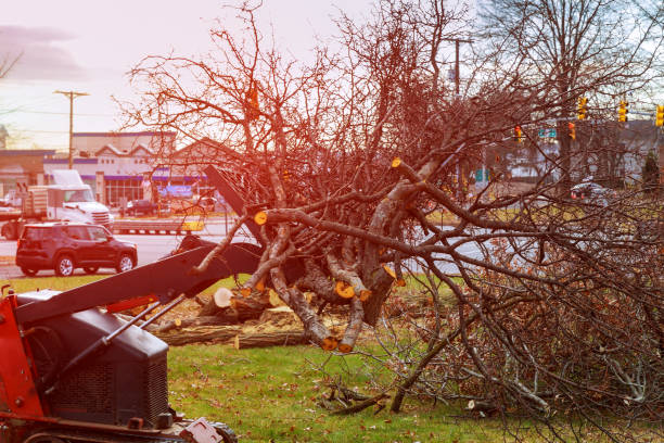 Best Tree Risk Assessment  in Cohoes, NY