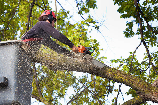 Cohoes, NY Tree Care Company