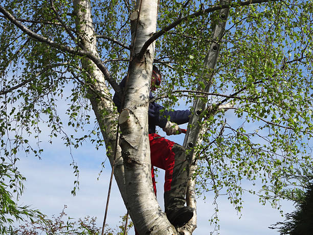 Best Tree Preservation Services  in Cohoes, NY